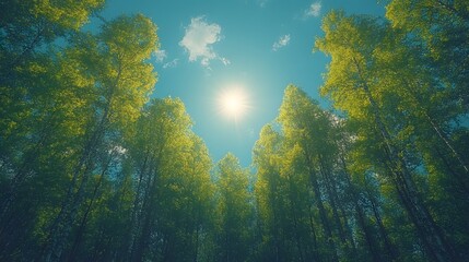 Sunlight Through the Trees