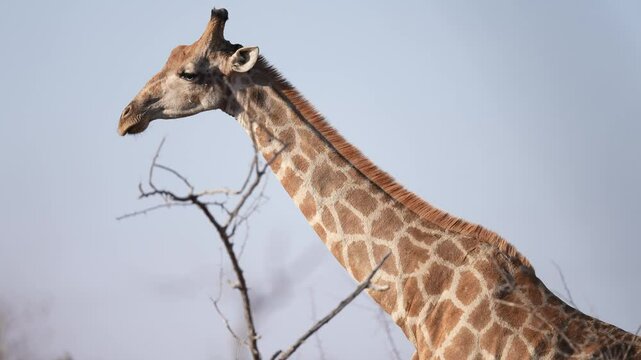 Large male Giraffe. a large African hoofed mammal belonging to the genus Giraffa. It is the tallest living terrestrial animal and the largest ruminant on Earth. Slow motion, 25 percent natural speed.