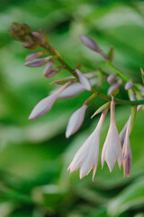 close up of a branch of a lilac colored flowers on spring afternoon