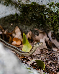 Little brown snake on tree in New Jersey 