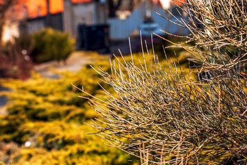 Ephedra distachya. A traditional herbal remedy used for weight loss and increased energy.