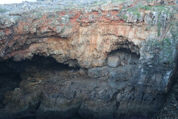 texture of the bark of a tree