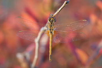 A dragonfly sits on a dry stem. The insect is lying in wait for prey. The background is red. The dragonfly is photographed from above.