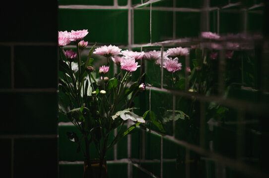 Flowers in a Dark Corner