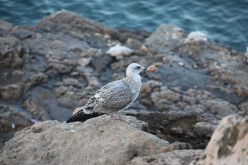 seaguull ocean rock stones travel nature