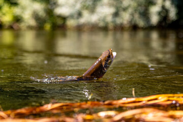 trout hooked in river water close-up