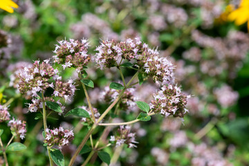 Oregano (origanum vulgare) flowers in bloom