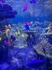 Tropical fish in colorful acquarium