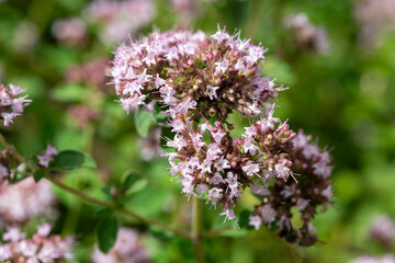 Oregano (origanum vulgare) flowers in bloom