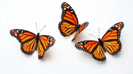 Three Monarch Butterflies on White Background