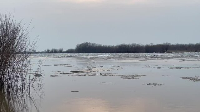 Ice drift on river in spring in gloomy weather with brown trees
