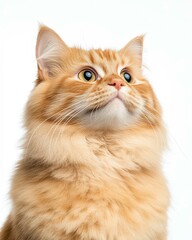 Obraz premium High-Resolution Realistic Portrait of a Persian Cat with Detailed Fur and Expressive Eyes