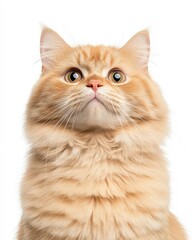 Obraz premium High-Resolution Realistic Portrait of a Persian Cat with Detailed Fur and Expressive Eyes