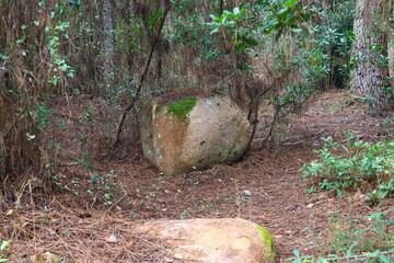 mountain forest trees stone travel nature