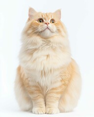 Obraz premium High-Resolution Realistic Portrait of a Persian Cat with Detailed Fur and Expressive Eyes