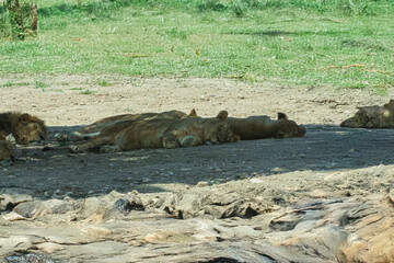 Fototapeta premium photography of lions in the middle of nature resting calmly