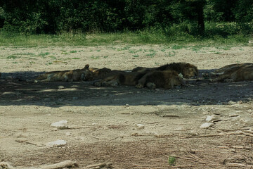 photography of lions in the middle of nature resting calmly