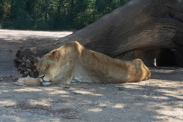 photography of lions in the middle of nature resting calmly