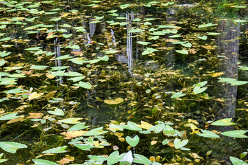 日本・岐阜、モネの池の風景