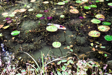 日本・岐阜、モネの池の風景