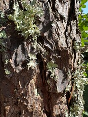 Close-up of Jumping Spider with Lichen Growth on Tree Bark in Natural Sunlight