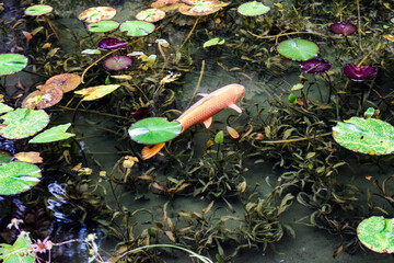 日本・岐阜、モネの池の風景