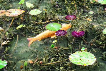 日本・岐阜、モネの池の風景