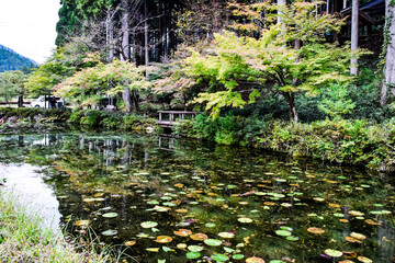 日本・岐阜、モネの池の風景