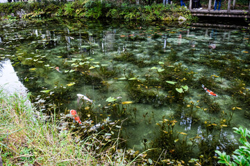 日本・岐阜、モネの池の風景