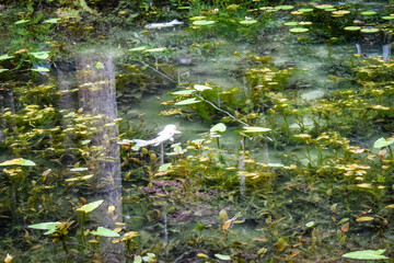 日本・岐阜、モネの池の風景