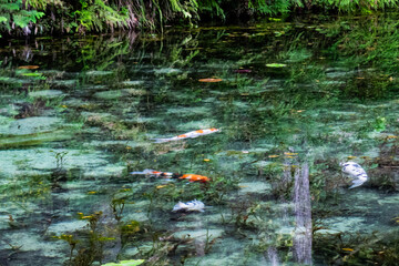 日本・岐阜、モネの池の風景