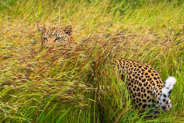 Leopard in tall grass looks back in Kruger National Park 