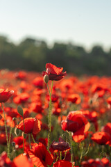 Poppies Field Flowers Summer - A single red poppy stands out amongst a field of red poppies in full...