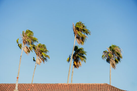 Tall palm trees sway against a clear blue sky
