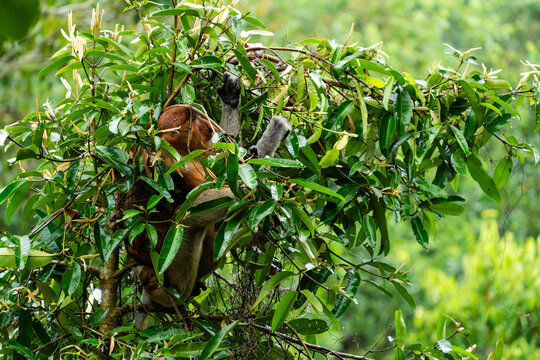 Proboscis Monkey, hidden in a tree. Borneo, Malaysia