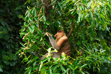 Proboscis Monkey eating in a tree. Borneo, Malaysia