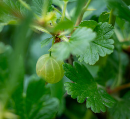 Obraz premium gooseberries on a bush