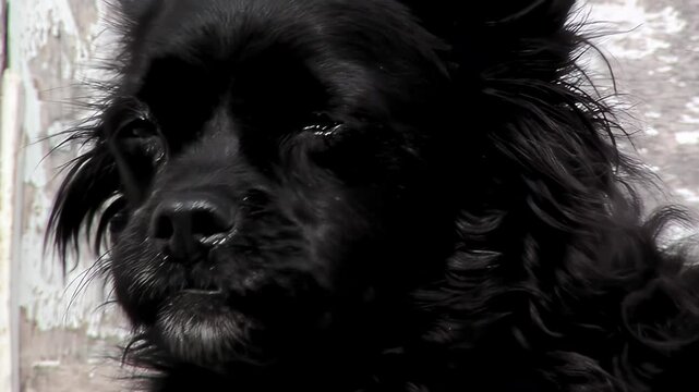 Charming Canine with Grumpy Expression - Close Up - 4K