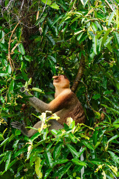 Proboscis Monkey eating in a tree. Borneo, Malaysia