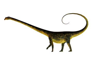 Barosaurus with Curled Tail - Barosaurus was a herbivorous sauropod dinosaur that lived in Utah and South Dakota, USA in the Jurassic Period. © Catmando