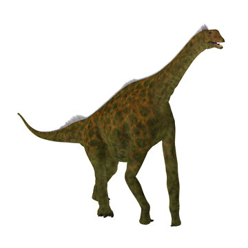 Atlasaurus Dinosaur - Atlasaurus was a herbivorous sauropod dinosaur that lived in Morocco, North Africa during the Jurassic Period.