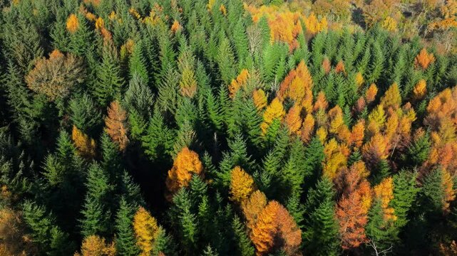 Tracking aerial shot of autumnal coniferous forest with trees changing colour in bright sunlight