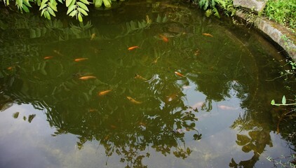 goldfish in the fish pond, the water is cloudy and green