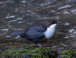 A white-throated dipper spends the winter in a stream in Denmark