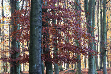 Tree with red leaves in an autumn forest
