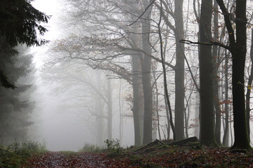 Trees and light in a foggy forest