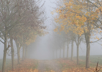 An avenue with trees in fog