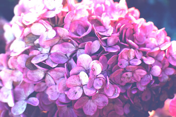 Hydrangea paniculata Little Blossom flower background. Pink autumn fading flowers, delicate photo