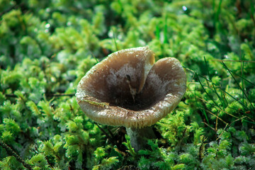 Frosty mushroom in frosty moss