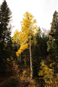 A single yellow aspen